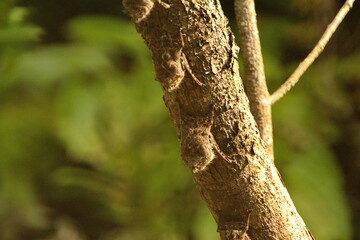 Fototapeta premium Proboscis bats (Rhynchonycteris naso) roosting on a branch above the river in the Cuyabeno Wildlife Reserve, outside of Lago Agrio, Ecuador