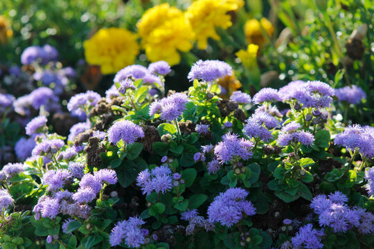 blooming ageratum in the garden

