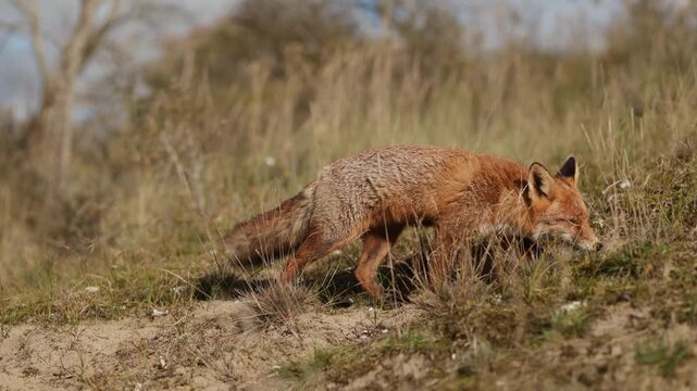 Curious Fox in coastal dunes, shallow focus, cinematic wildlife footage