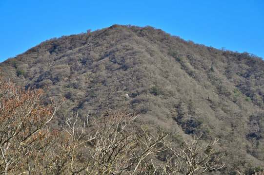 愛鷹山塊の蓬莱岳（蓬莱山）　天狗の畑展望地より望む早春の越前岳
