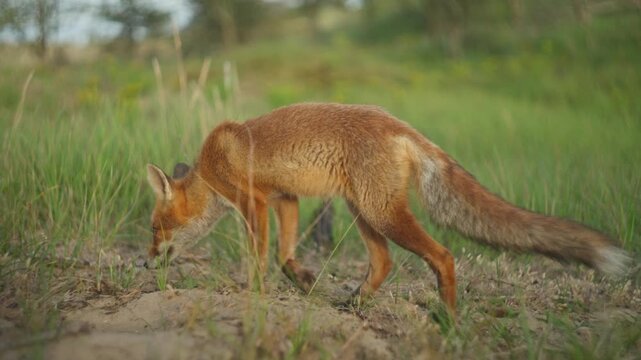 Curious Fox in coastal dunes, shallow focus, cinematic wildlife footage