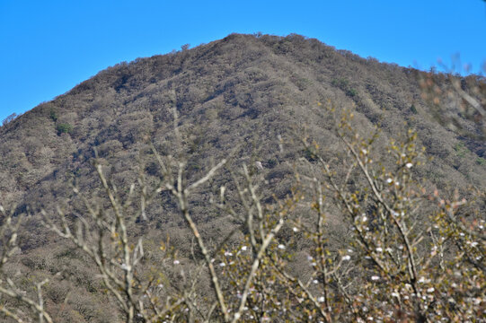 愛鷹山塊の蓬莱岳（蓬莱山）　天狗の畑展望地より望む早春の越前岳
