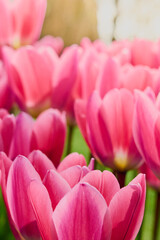 Fototapeta premium Dreamy Pink Tulips in Soft Focus Bloom with Romantic Spring Garden Bokeh Background