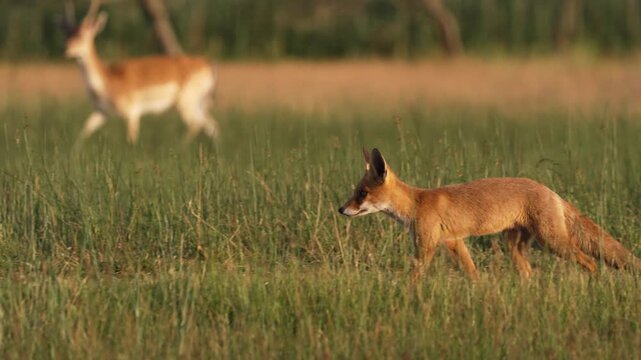 Curious Fox in coastal dunes, shallow focus, cinematic wildlife footage
