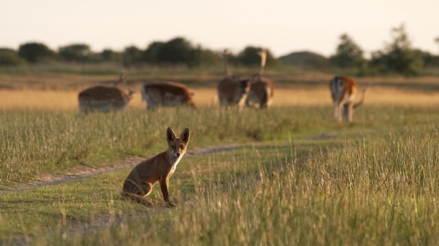 Curious Fox in coastal dunes, shallow focus, cinematic wildlife footage