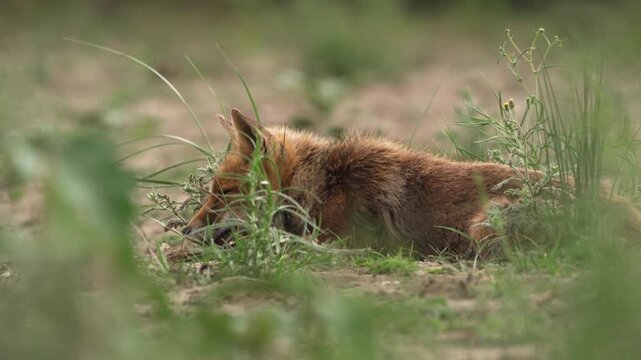 Curious Fox in coastal dunes, shallow focus, cinematic wildlife footage