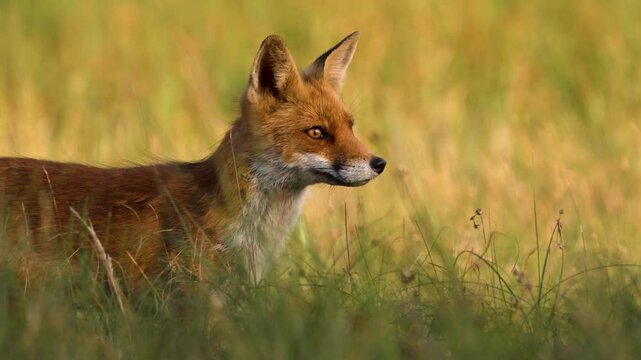 Curious Fox in coastal dunes, shallow focus, cinematic wildlife footage