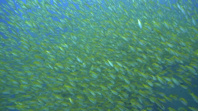 Underwater videoclip of school of fish at a coral reef. Yellow Snapper Fish. From a scuba dive off the coast of the island Koh Lanta in the south Andaman Sea in Thailand.