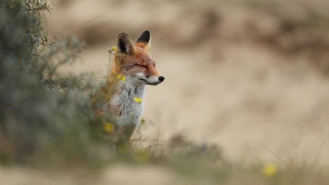Curious Fox in coastal dunes, shallow focus, cinematic wildlife footage