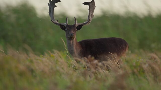 Beautiful Fallow Deer in soft sunset light