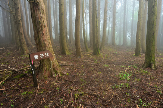 愛鷹山塊の高場所尾根　山霧の勢子辻千束上分岐
