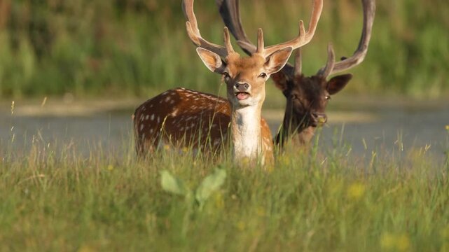 Beautiful Fallow Deer in soft sunset light