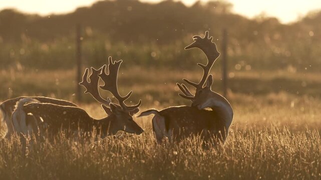 Beautiful Fallow Deer in soft sunset light
