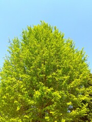 Fototapeta premium 春の公園の新緑の銀杏の木と青空