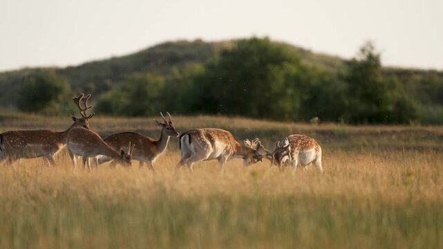 Beautiful Fallow Deer in soft sunset light