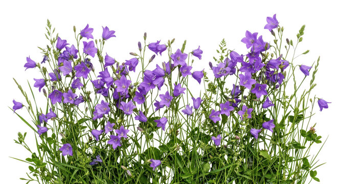 Purple bellflowers blooming with green stems, isolated on a white background in a studio shot for a fresh spring mood.