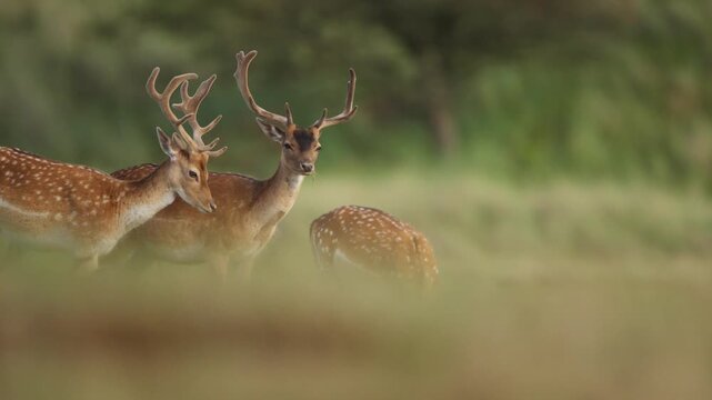 Beautiful Fallow Deer in soft sunset light