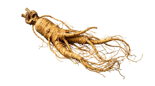 Fresh ginseng root isolated on transparent background