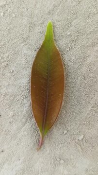 leaf on the ground