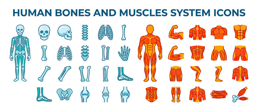 Human Anatomy Icons: Bones and Muscles System