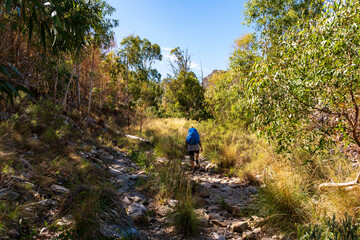 Obraz premium Woman hiking up a single trail in a arid mountain range, surrounded by eucalyptus trees