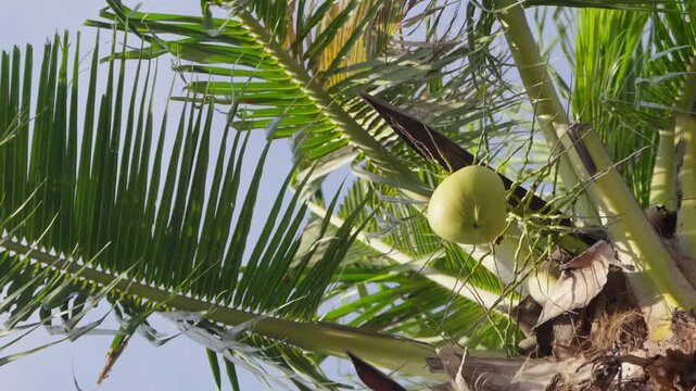 Close up of young green coconut fruit on palm tree in Jakarta Indonesia