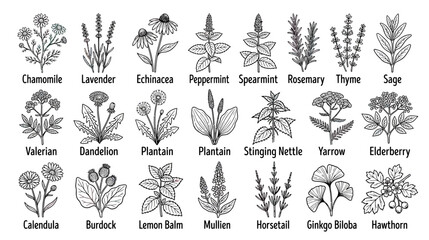 Herbal plants illustration collection, hand-drawn botanical drawings © Muhammad