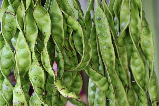 Petai beans hang naturally in clusters, green pods dangling, showcasing tropical freshness and market produce.