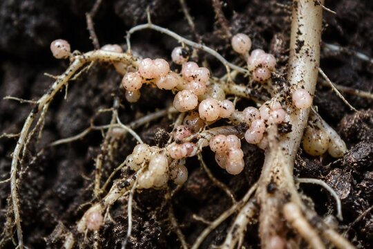Extreme close-up of pale pink root nodules on legume plant roots.