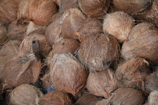 Pile of dried coconuts harvested for traditional agricultural processing