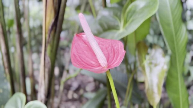 pink tulip flower