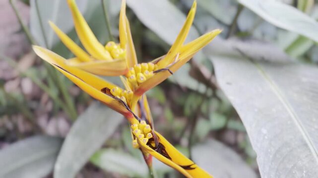 Close up view of colorful wild exotic flowers in the Peruvian Amazon rainforest. Tropical flora, botany, and biodiversity in Peru.
