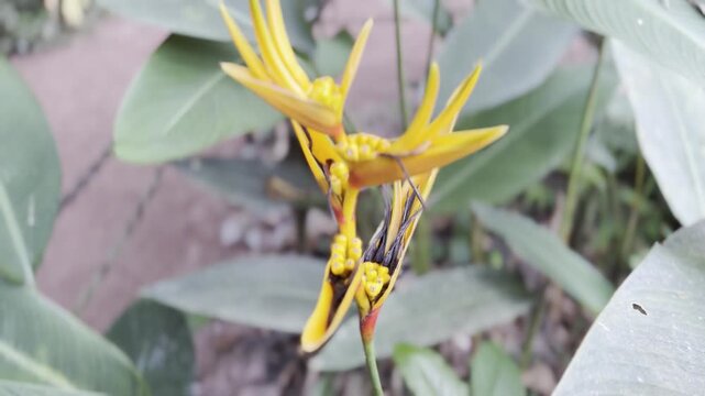 Close up view of colorful wild exotic flowers in the Peruvian Amazon rainforest. Tropical flora, botany, and biodiversity in Peru.