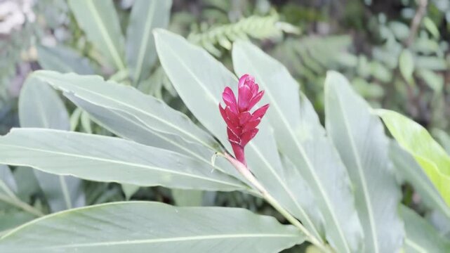 Close up view of colorful wild exotic flowers in the Peruvian Amazon rainforest. Tropical flora, botany, and biodiversity in Peru.