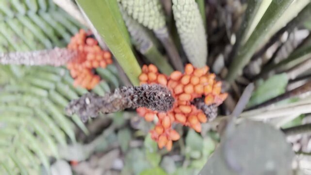 Close up view of colorful wild exotic flowers in the Peruvian Amazon rainforest. Tropical flora, botany, and biodiversity in Peru.