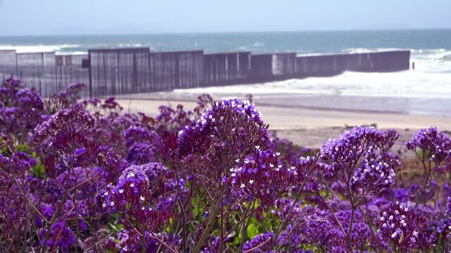 Purple flowers swaying in breeze with border wall on ocean beach background.