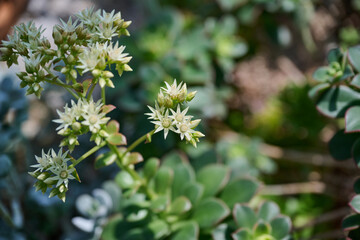 White jade plant flowers blooming above green succulent leaves © HoyaEuny