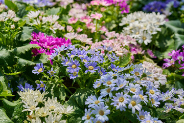 Obraz premium Colorful blue white pink and purple cineraria flowers blooming in a sunny spring garden