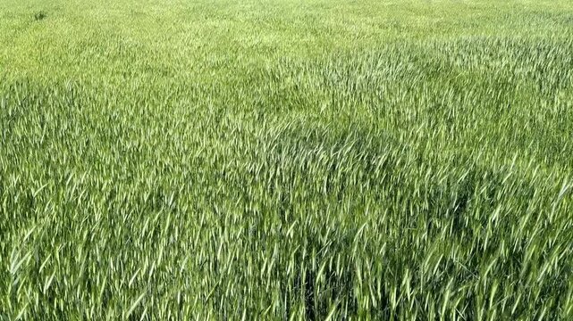 green wheat field