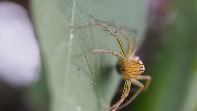 Oxyopes Salticus Striped Lynx Spider Close Up