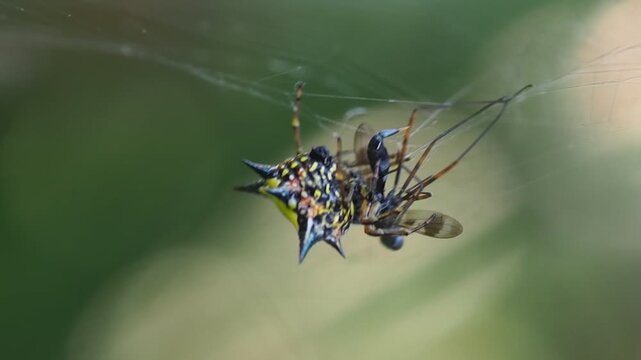 Exotic Yellow Spiny Spider Feeding on Insect on Web Macro