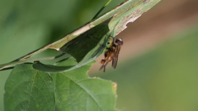 Helophilus pendulus hoverfly sitting on damaged leaf macro shot
