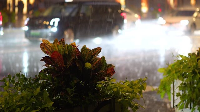 Night view of cars driving in heavy rain in modern city street, focused on foreground street plants, 4k slow motion footage, busy city night life b roll shot.