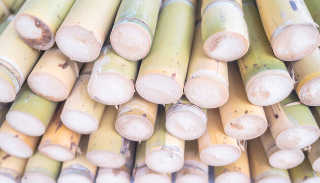 Close up group of sugarcane that has been cut for delivery to the processing plant