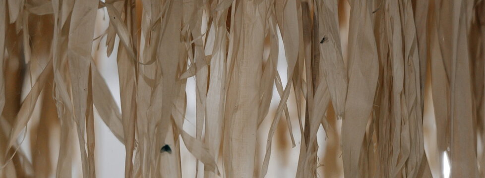 Dried corn husks hanging down creating a textured natural background pattern