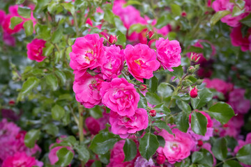 Fototapeta premium Vibrant pink climbing roses blooming in lush garden