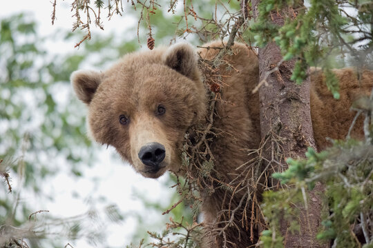 Female brown bear 224 in forest at Brooks Falls, Alaska.