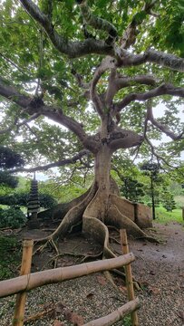 Sterculia apetala tree with large buttress roots in Santo Domingo