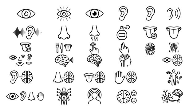 Premium five senses, human sense, perception, brain and body parts line icons set