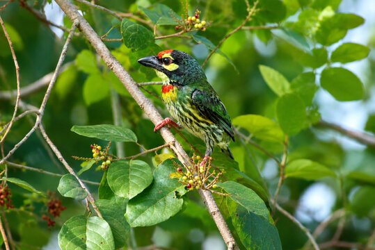 Vibrant coppersmith barbet perched on a tree branch with green leaves